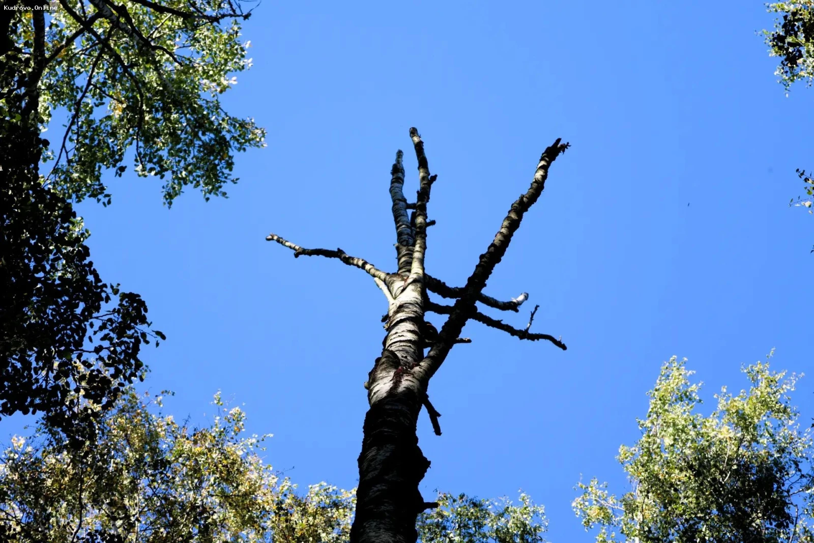 Ликвидация аварийных деревьев в  Заневском поселении