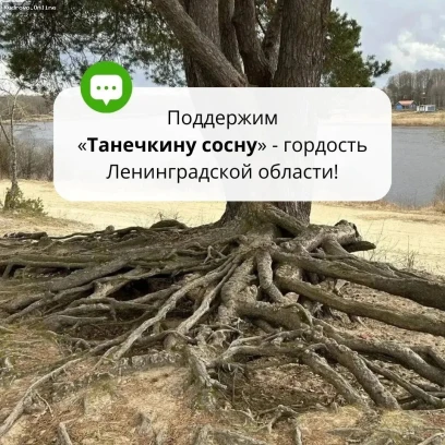 Сосна из Сясьстроя борется за звание «Российское дерево года 2026»