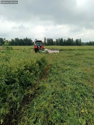 Борьба с борщевиком Сосновского: более 140 штрафов за несоблюдение правил