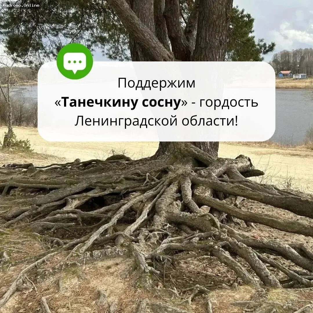 Сосна из Сясьстроя борется за звание «Российское дерево года 2026»